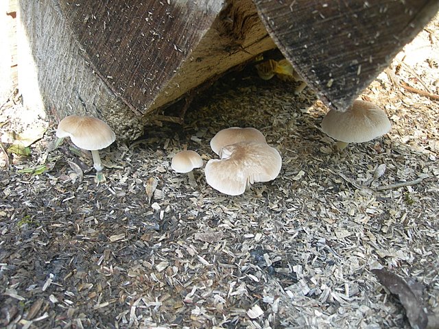 Pluteus  depauperatus     Romagnesi